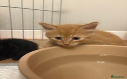 Mixed Breed cats for sale: beautiful kittens for sale - Image 10