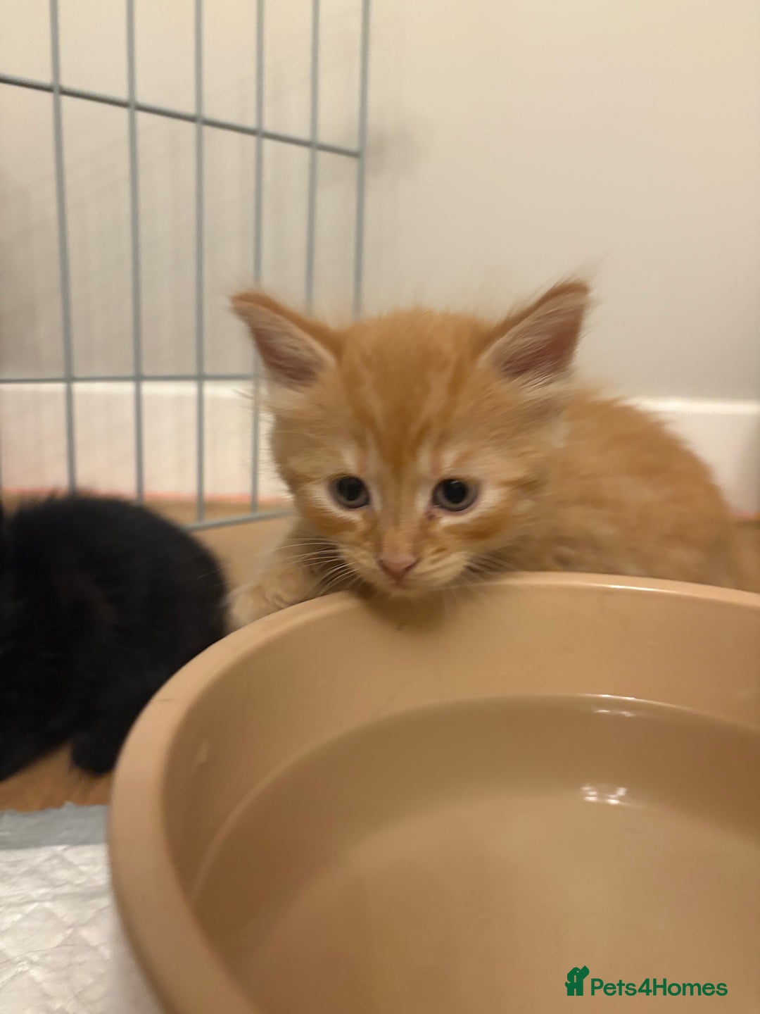Mixed Breed cats for sale: beautiful kittens for sale - Image 10