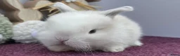 Mini Lop rabbits for sale: Mini lop boys and girls  - Advert 24