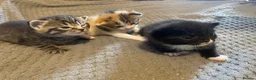 Mixed Breed cats for sale: Cats for sale in St. Neots - Advert 6