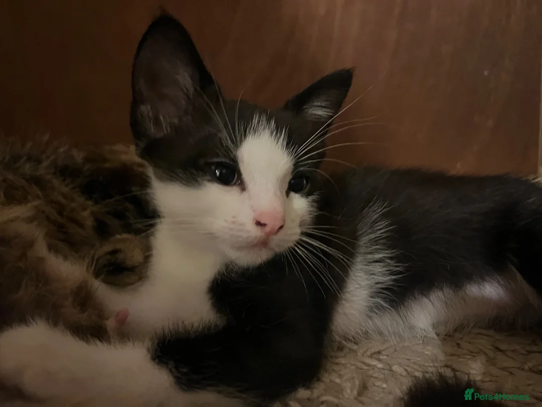 Mixed Breed cats for sale: 1 beautiful male kitten available now!  - Advert 9