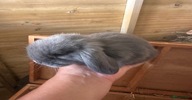 Mini Lop rabbits - Advert 12