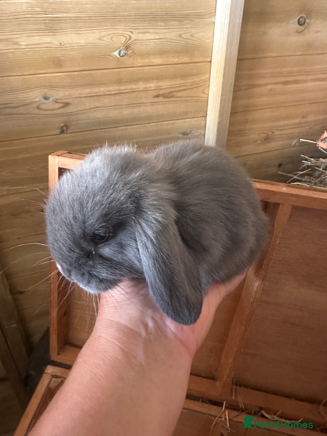 Mini Lop rabbits for sale: Sweet Baby Mini lops . - Image 2