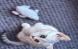 British Shorthair cats for sale: ✨LAST KITTEN LEFT✨OPEN TO OFFERS FOR RIGHT HOME✨ - Image 9