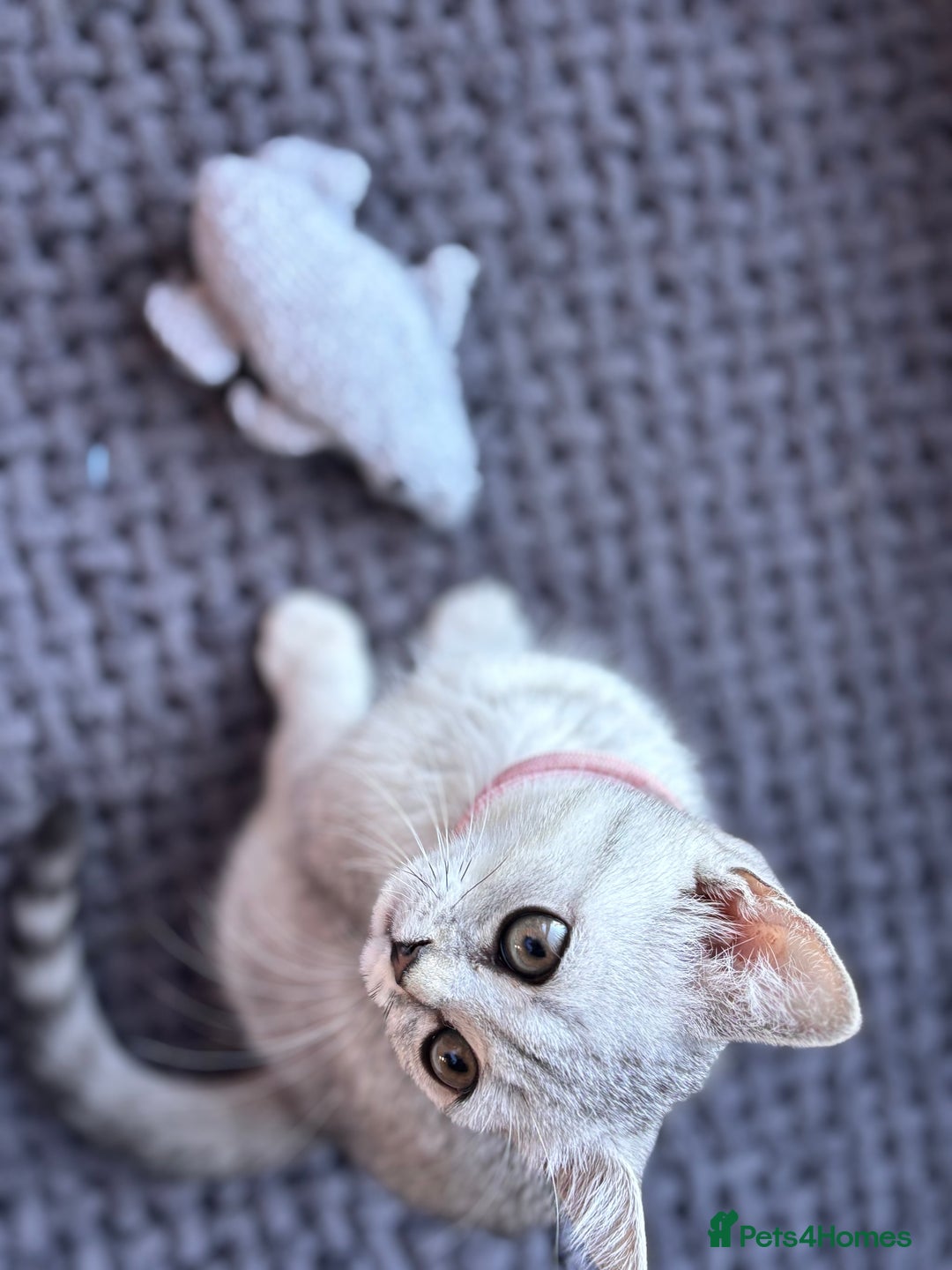 British Shorthair cats for sale: ✨LAST KITTEN LEFT✨OPEN TO OFFERS FOR RIGHT HOME✨ - Image 9
