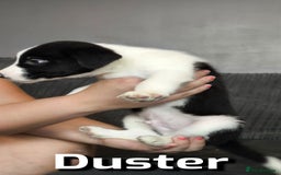 Border Collie dogs for sale: Purebred Border Collie Puppies Tri Intelligent - Image 8