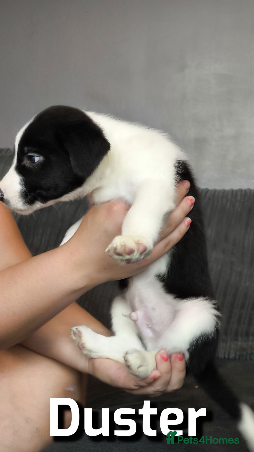Border Collie dogs for sale: Purebred Border Collie Puppies Tri Intelligent - Image 8