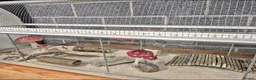 Hamster rodents for sale: Syrian hamster and cage in Sheffield - Advert 15