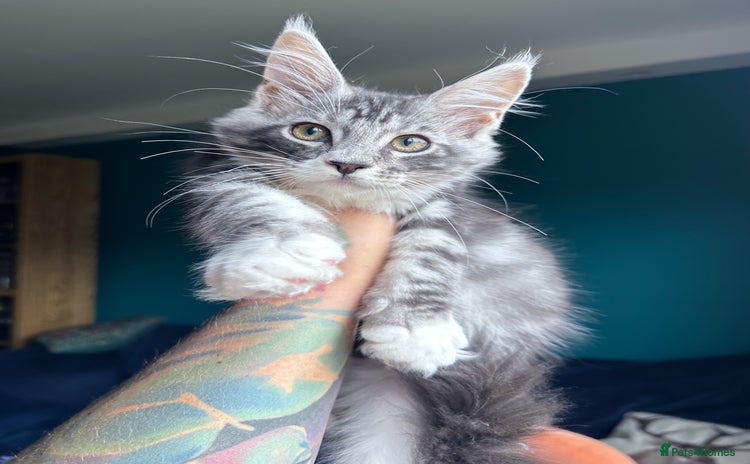 Maine Coon cats - Advert 15