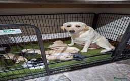 Labrador Retriever dogs for sale: Quality, Show Bred, Yellow Puppies - Image 4