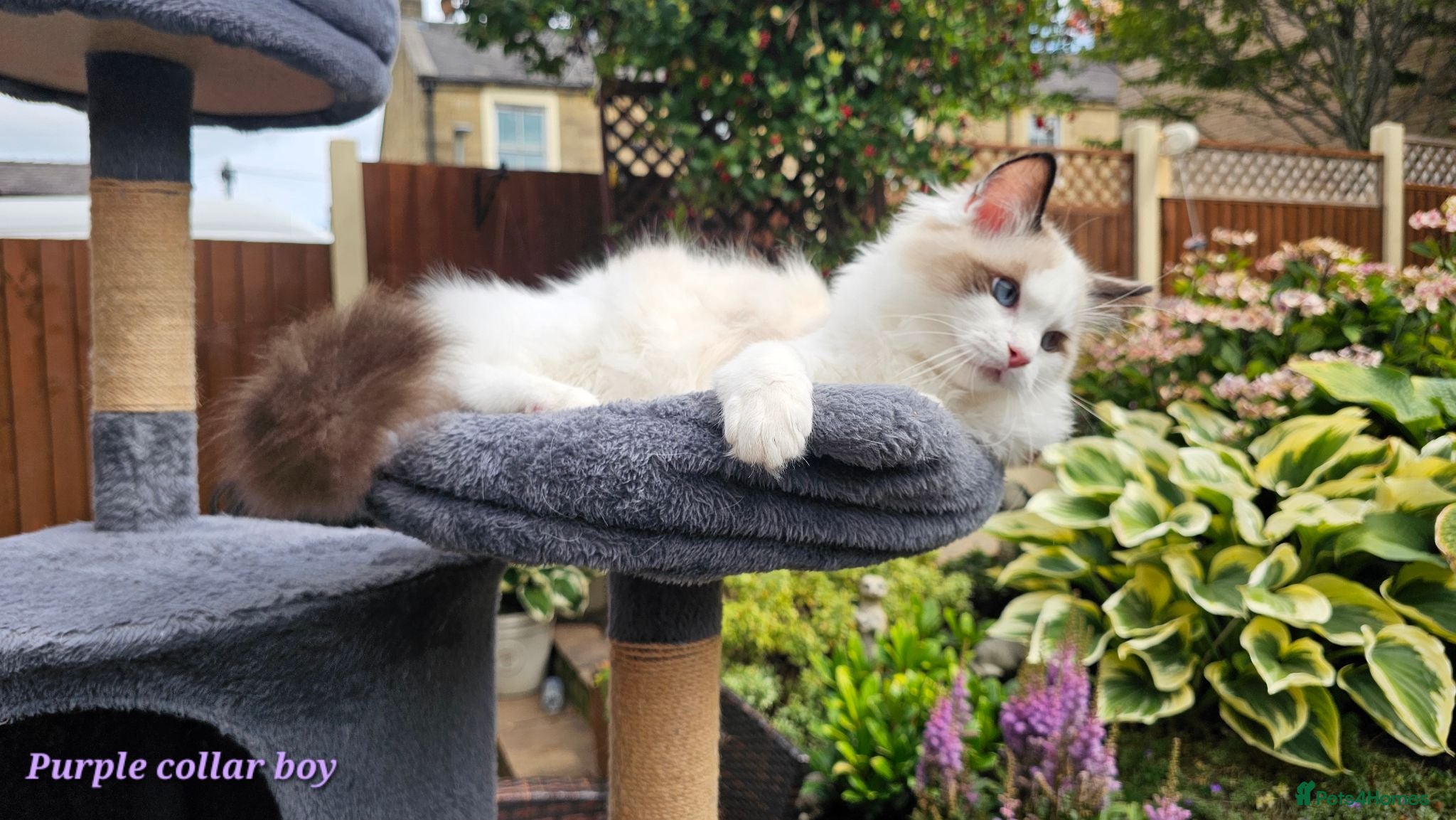 Ragdoll cats GCCF PEDIGREE CERTIFICATE KITTENS  - Advert 2