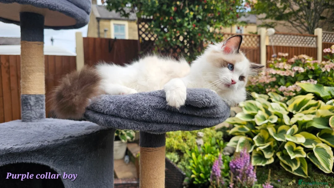 Ragdoll cats for sale: GCCF PEDIGREE CERTIFICATE KITTENS  - Advert 2