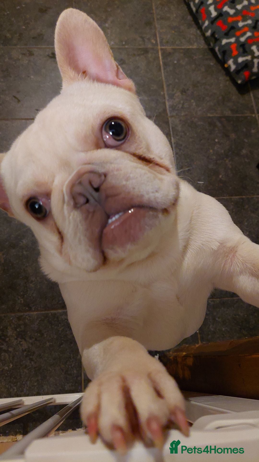 French Bulldog dogs for sale: Mylo-French Bulldog-8 months - Advert 1