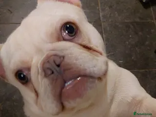 French Bulldog dogs Mylo-French Bulldog-8 months - Advert 17