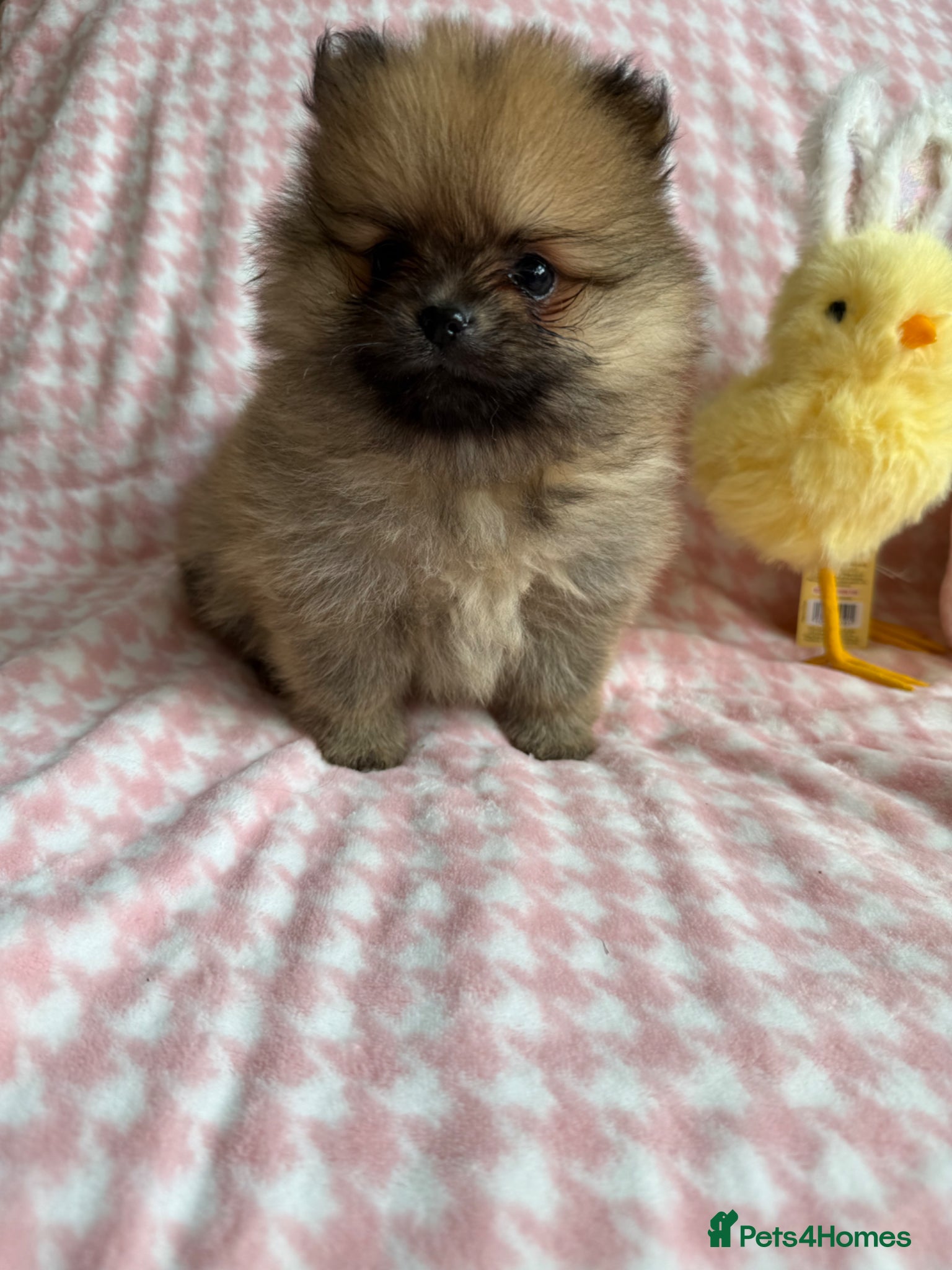 Pomeranian dogs Beautiful quality health checked Pomeranian girls  - Advert 6