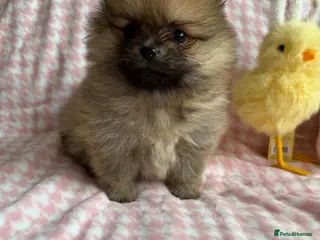 Pomeranian dogs Beautiful quality health checked Pomeranian girls - Advert 6