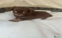 Chihuahua dogs for sale: Beautiful chocolate Chihuahua boys - Image 2