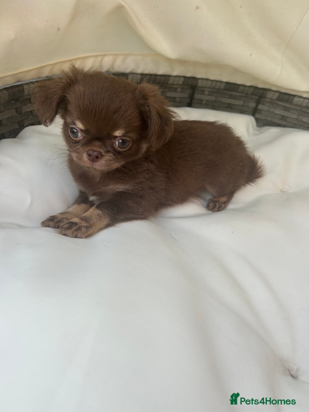 Chihuahua dogs for sale: Beautiful chocolate Chihuahua boys - Image 2