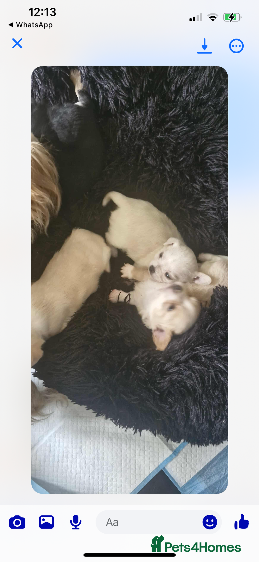 Chipoo dogs for sale: Chihuahua X toy poodle - Image 2