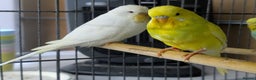 Budgerigars birds for sale: Albino Budgies White and Yellow Colours - Advert 9