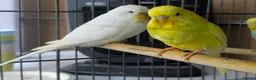 Budgerigars birds for sale: Albino Budgies White and Yellow Colours - Advert 9