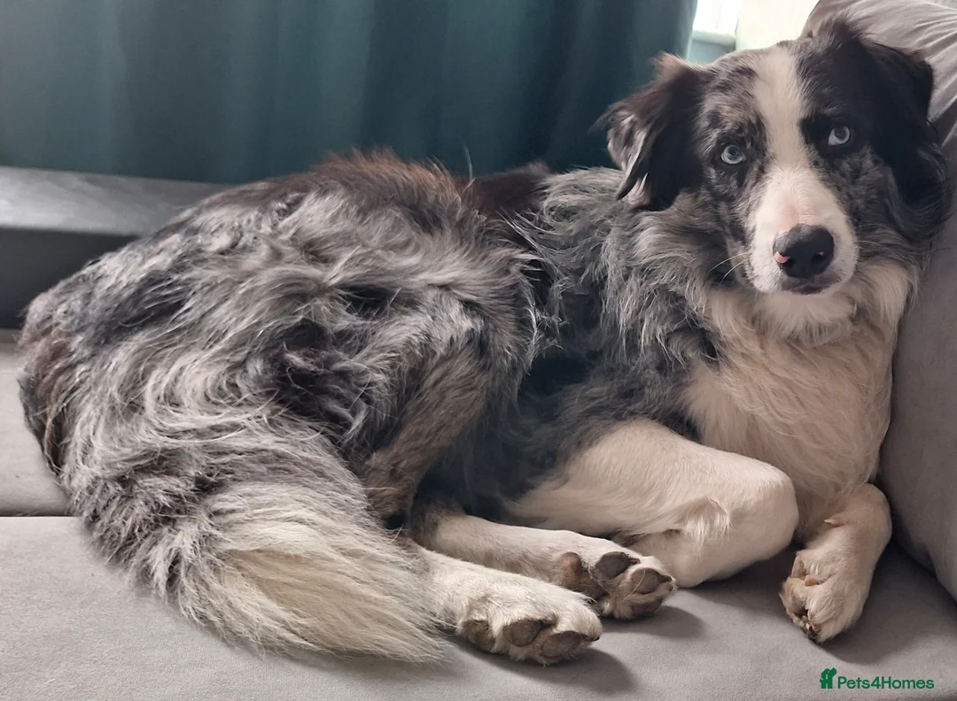 Border Collie dogs for stud: Pure breed Blue merle border collie for stud only - Advert 2