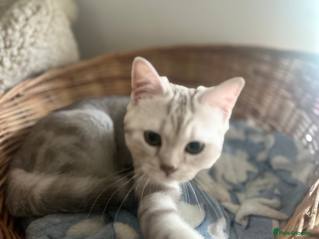 Scottish Fold cats for sale: Beautiful Marble tabby boy  - Image 8