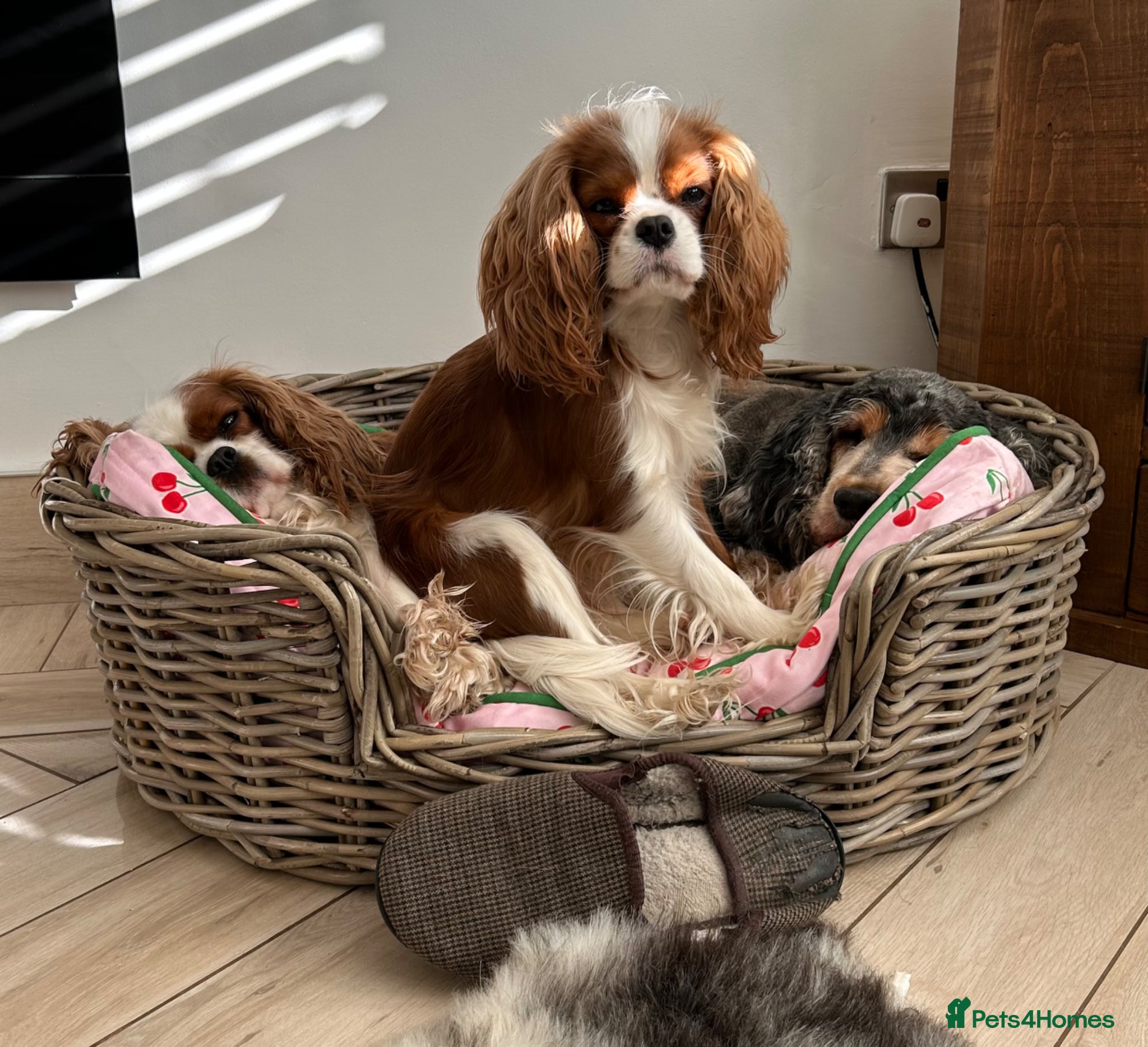 Cavalier King Charles Spaniel dogs for sale: Stunning cavalier boys  - Advert 1