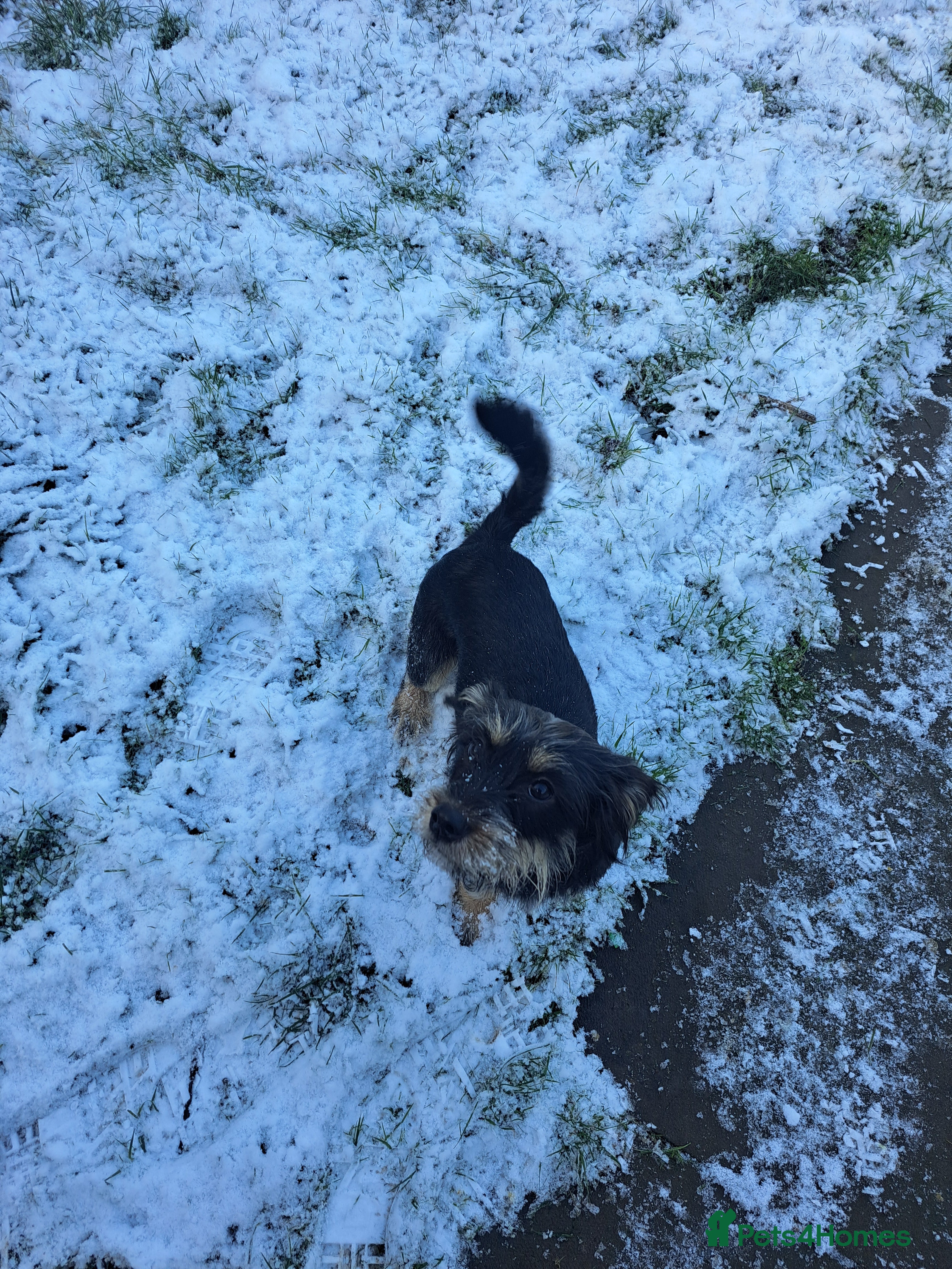 Mixed Breed dogs Willow - Advert 4