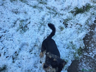 Mixed Breed dogs Willow - Advert 15