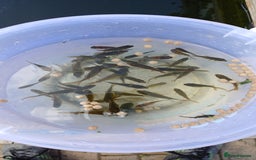 Goldfish fish for sale: Pond goldfish - Image 1
