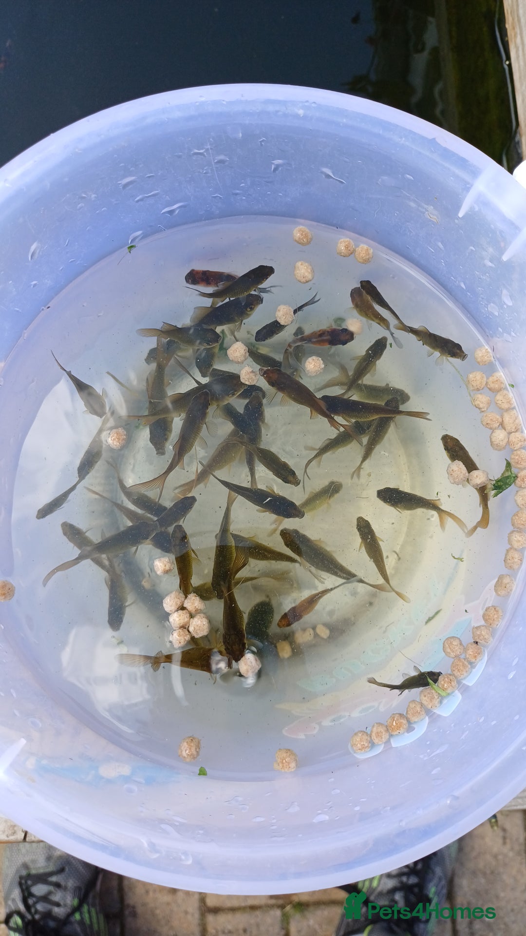 Goldfish fish for sale: Pond goldfish - Image 1