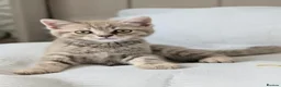 British Shorthair cats for sale: Rare colours British Kittens, ready soon.  - Advert 9
