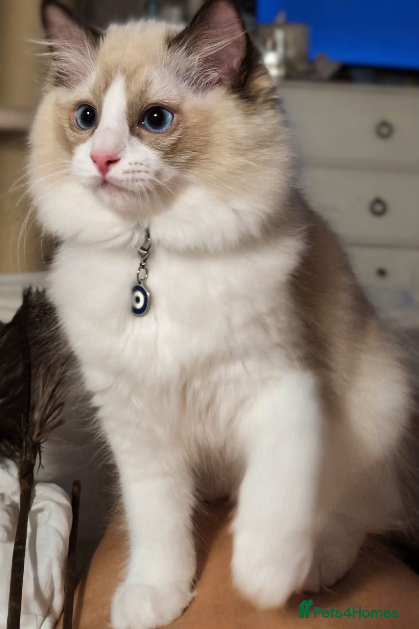 Ragdoll cats Tica Ragdoll kittens imperial grand champion lines - Advert 2