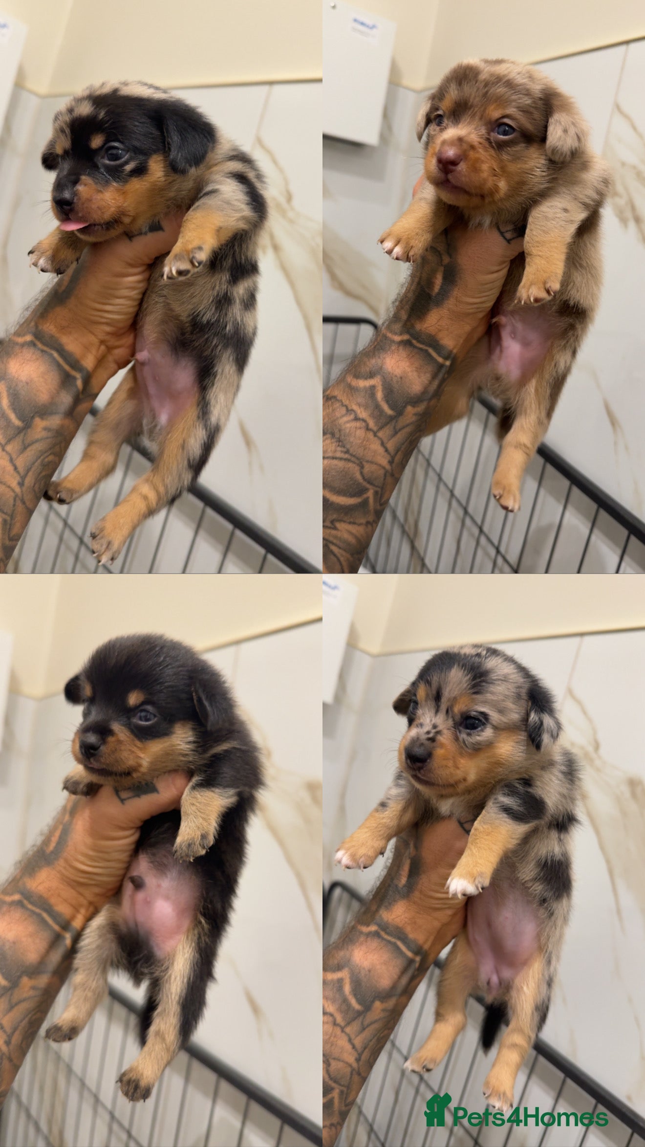 Miniature Dachshund dogs KC REGISTERED - MINIATURE DACHSHUNDS 🐶 - Advert 12