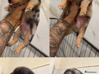 Miniature Dachshund dogs KC REGISTERED - MINIATURE DACHSHUNDS 🐶 - Advert 12