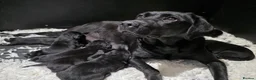 Labrador Retriever dogs for sale: GORGEOUS BLACK LABRADOR LITTER,FULLYTESTED PARENTS - Advert 1