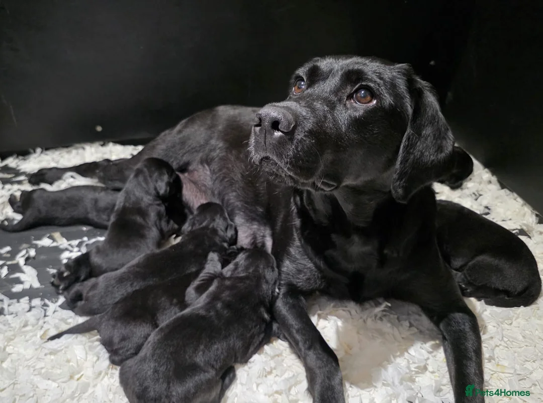 Labrador Retriever dogs for sale: GORGEOUS BLACK LABRADOR LITTER,FULLYTESTED PARENTS - Advert 1