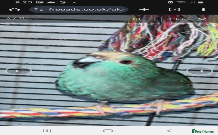 Budgerigars birds - Advert 3