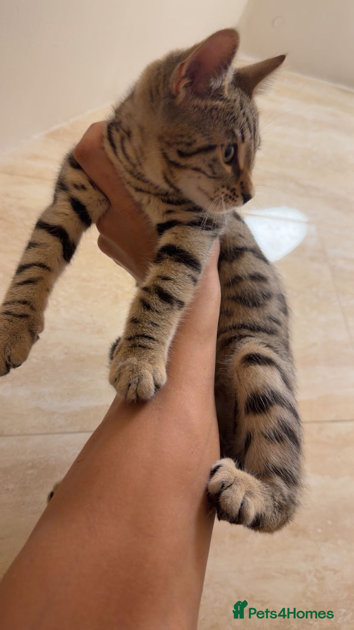 Mixed Breed cats for sale: BENGAL MIX KITTENS 4 SALE SOUTH LONDON - Advert 14