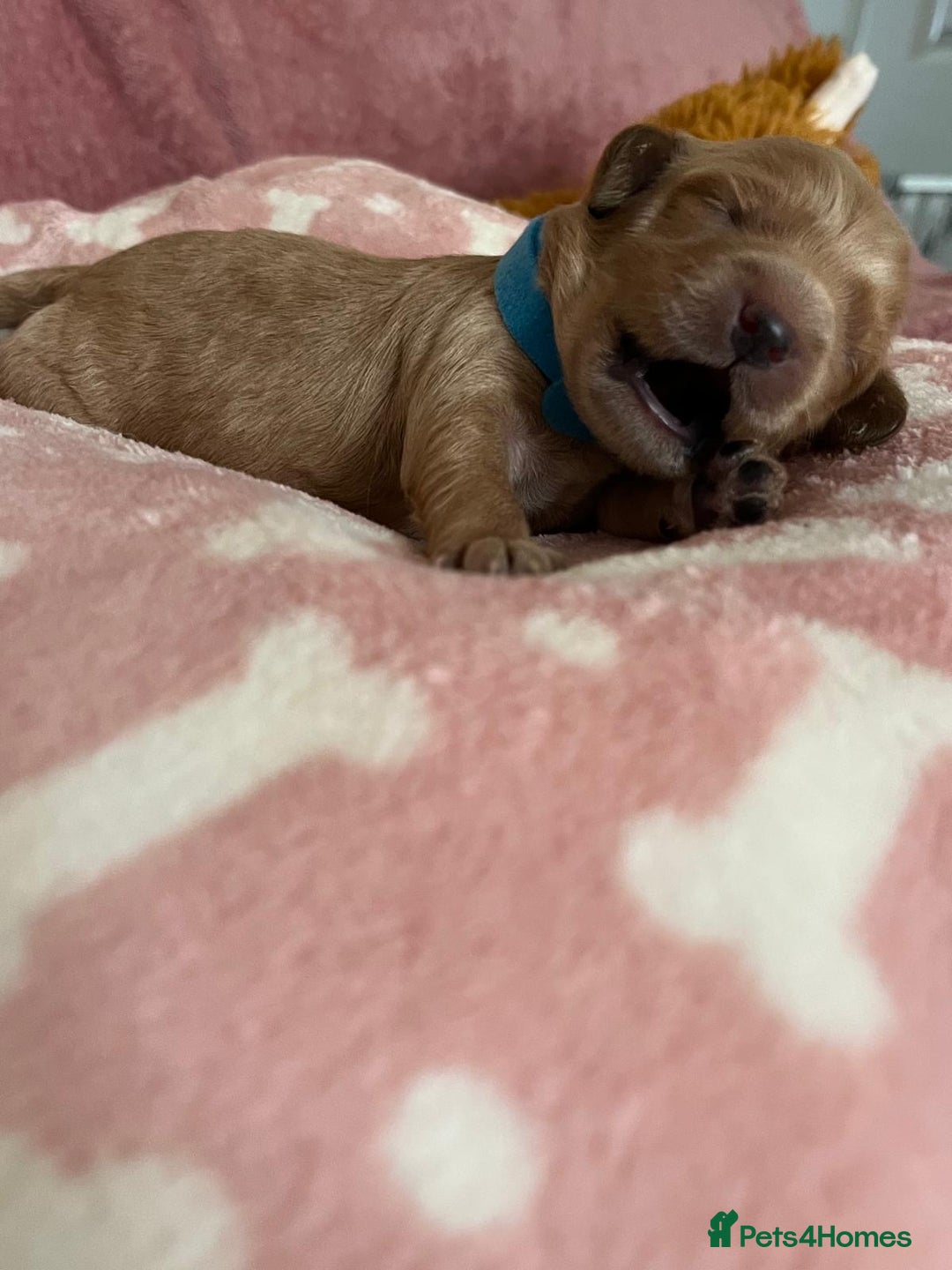 Cockapoo dogs for sale: 🌸3 gorgeous Chunky Cockapoos 🌸 - Image 5