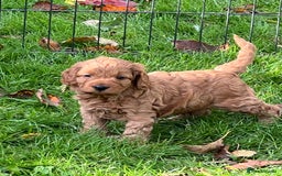 Cockapoo dogs for sale: F1b Toy Cockapoos 5⭐️ Licensed Breeder DNA Clear - Image 19