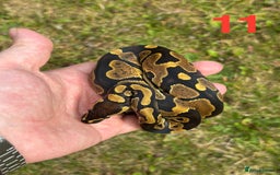 Python Snake reptiles for sale: Ball Python / Royal Python Hatchlings and Adults - Image 12