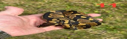 Python Snake reptiles for sale: 2025 Ball Python / Royal Python Hatchlings - Advert 9