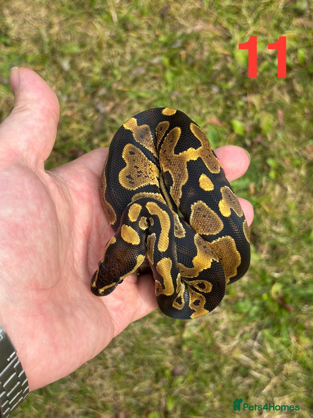 Python Snake reptiles for sale: Ball Python / Royal Python Hatchlings and Adults - Image 12