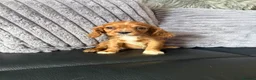 Cavalier King Charles Spaniel dogs for sale: Royal kennel club cavalier puppies dna clear - Advert 10