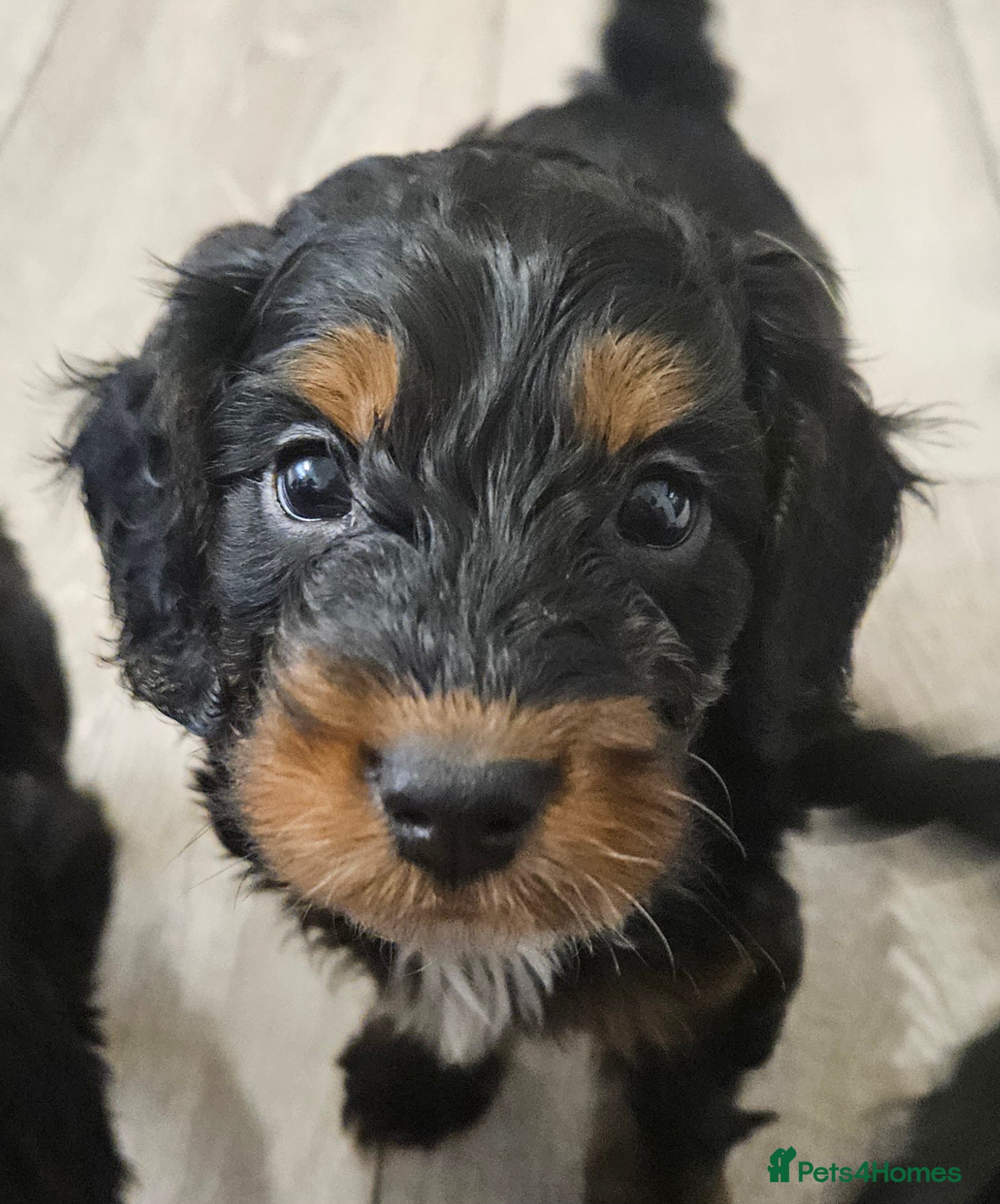 Cockapoo dogs Ready next week!Licensed insured breeder! Boys!! - Advert 1