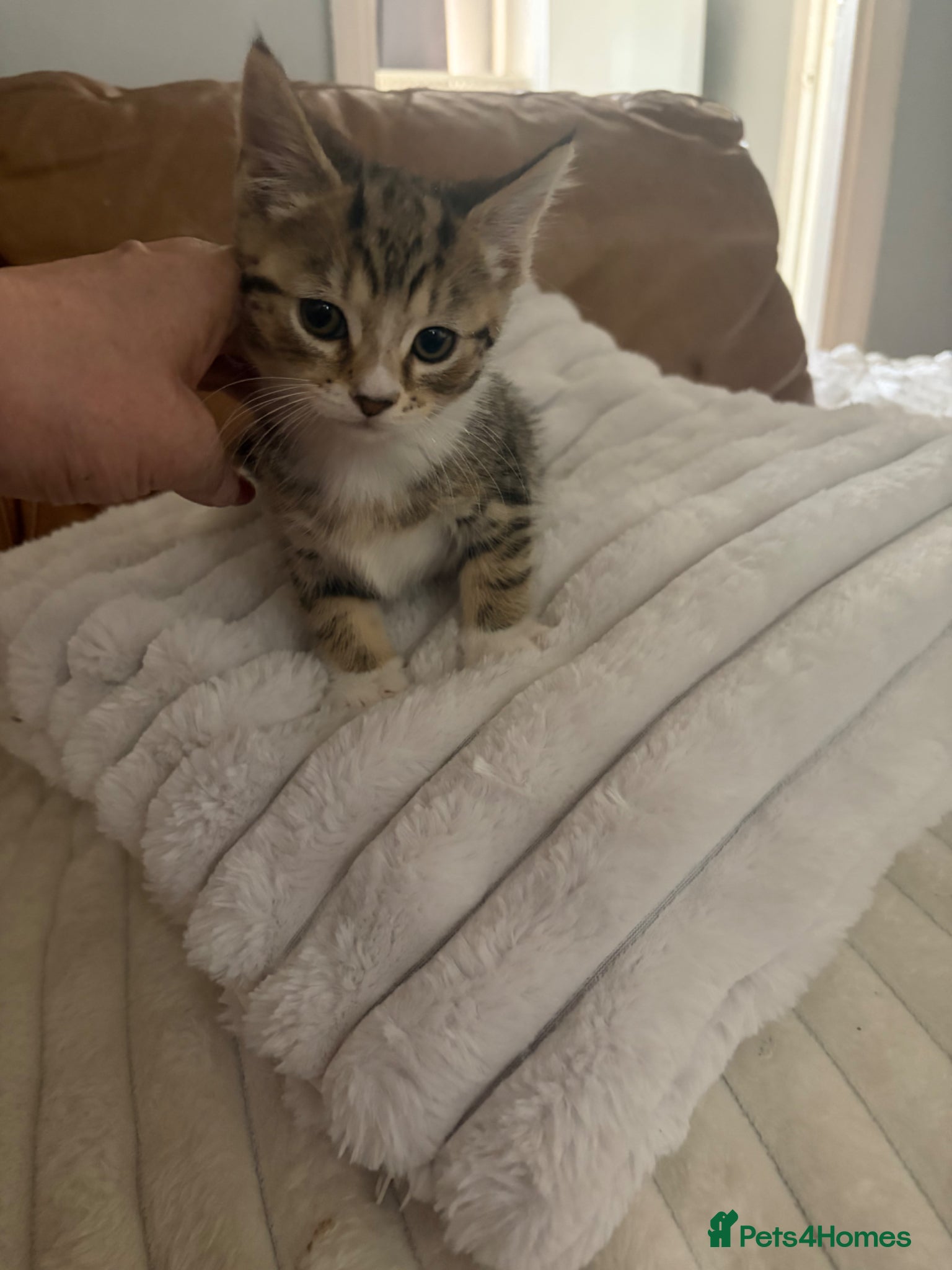 Mixed Breed cats Beautiful tabby kittens ready now  - Advert 13