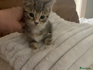 Mixed Breed cats Beautiful tabby kittens ready now - Advert 8