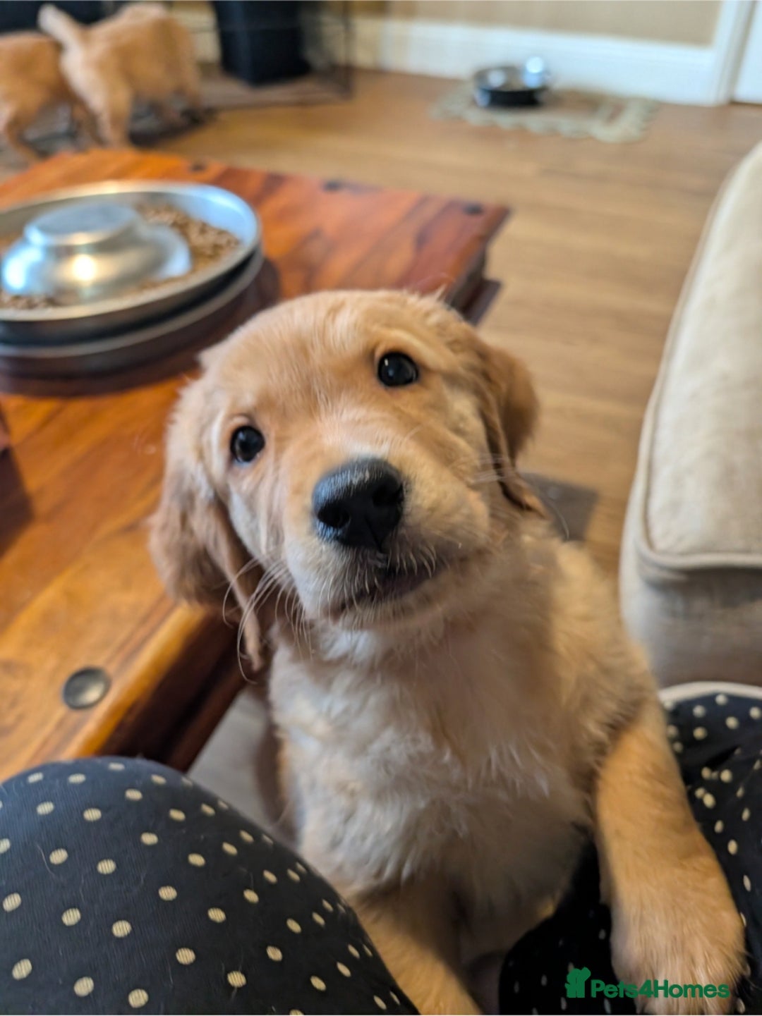 Golden Retriever dogs for sale: KC Registered Golden Retriever Puppies  - Advert 36